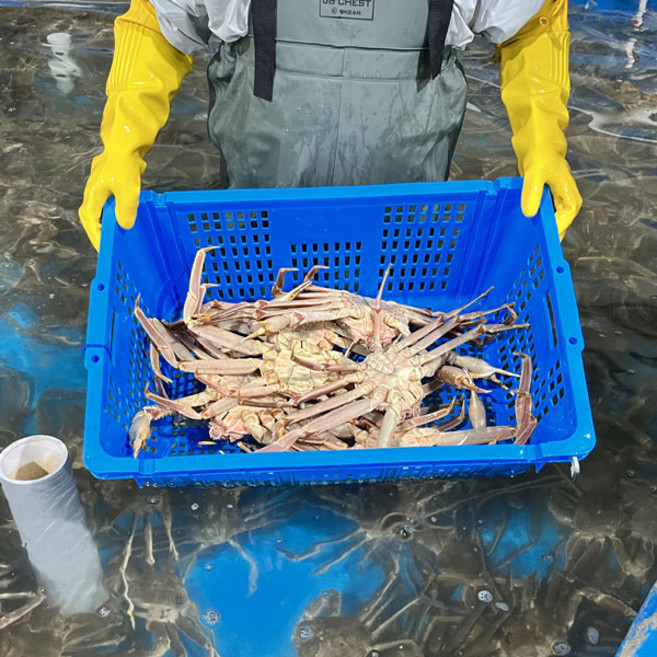 4위 - B급 러시아 자숙 마가단 대게 3.5kg(2-4미), 1세트, 3.5kg