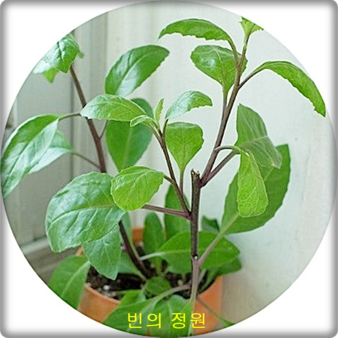 삼붕초 명월초 당뇨초 gynura procumbens 10cm2포트 15cm1포트 약초 산야초 야생화 힐링식물, 1개, 명월초5치포트1주