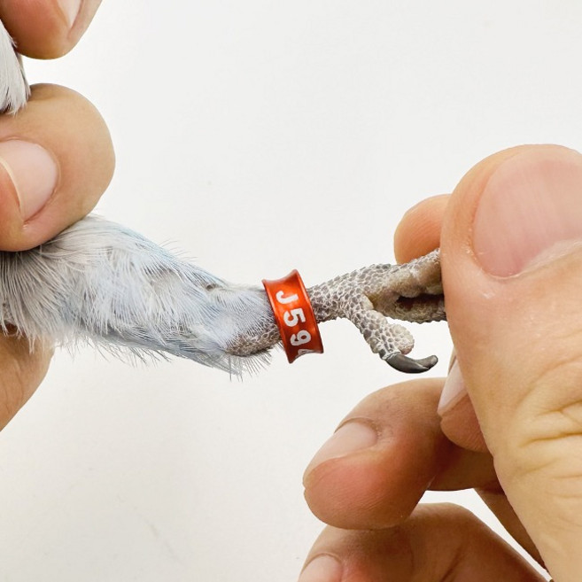 앵무새 발목링 인식링 코뉴어 퀘이커 한스 세네갈 카이큐, 6mm, 1개