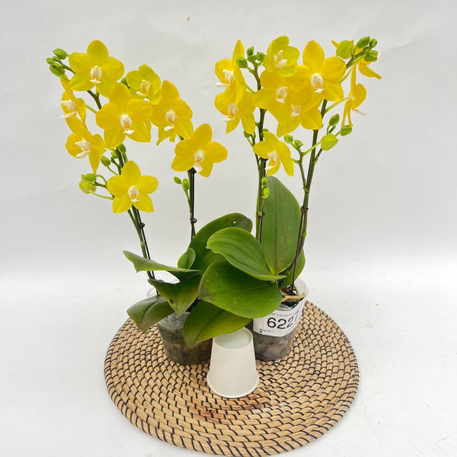 상큼한 꽃대 에일리 호접란 서양란 1+1 장기개화 다년초 제이팜, 1개