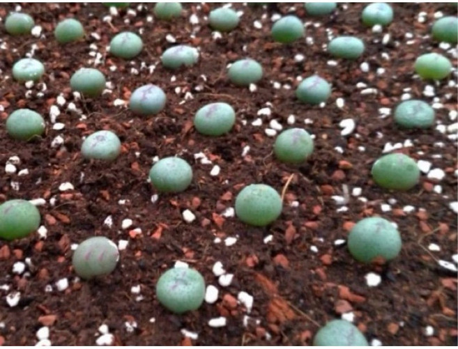 苔鑽 肉錐盆栽 可愛討喜 實生/植株約0.5-1cm 多肉植物 辦公室小物 情人節禮物 花卉盆栽 家庭植栽 室內外, 矮心少將（一頭=一顆）,可能為群生（裸根寄出）, 1個