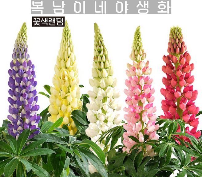 키작은 루피너스 루피니 [4포트 복남이네야생화 모종 카페식물 lupinus], 4개