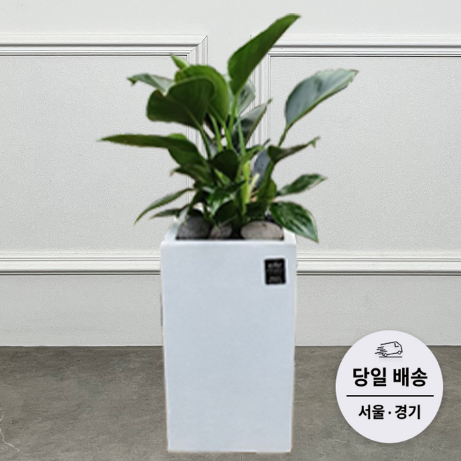 에코플랜트(서랍형받침+리본증정+당일배송) 몬스테리아 파키라 돈나무 공기정화 실내 거실 식물 개업 축하 화분, 05. 콩고, 1개