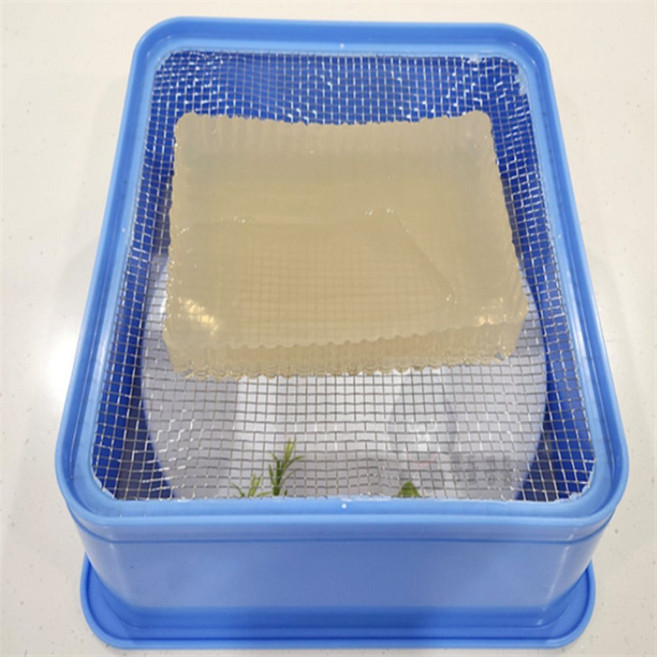 콩들 국산 사각 묵채 도토리, 사각묵채 2호