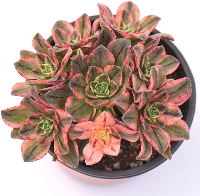 흑사금 진한 색감의 희귀 다육식물 생장 빠른 키우기쉬운 실내식물, 1개, 청색