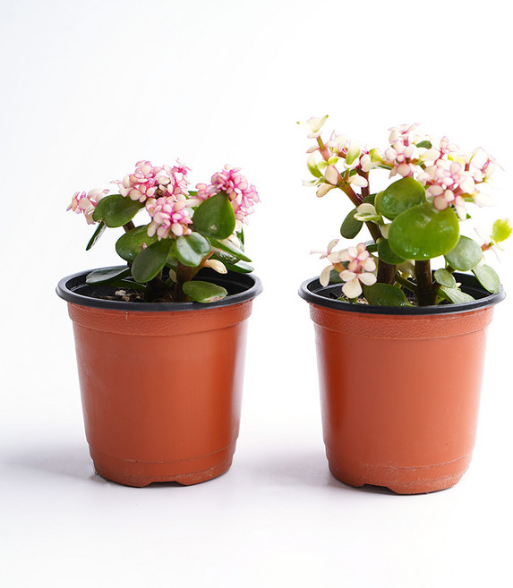 갑조네 은행목 미니 핑크아악무 사랑무 사랑목 다육이 다육식물 행운목 미니벚꽃나무, 2개, 단일