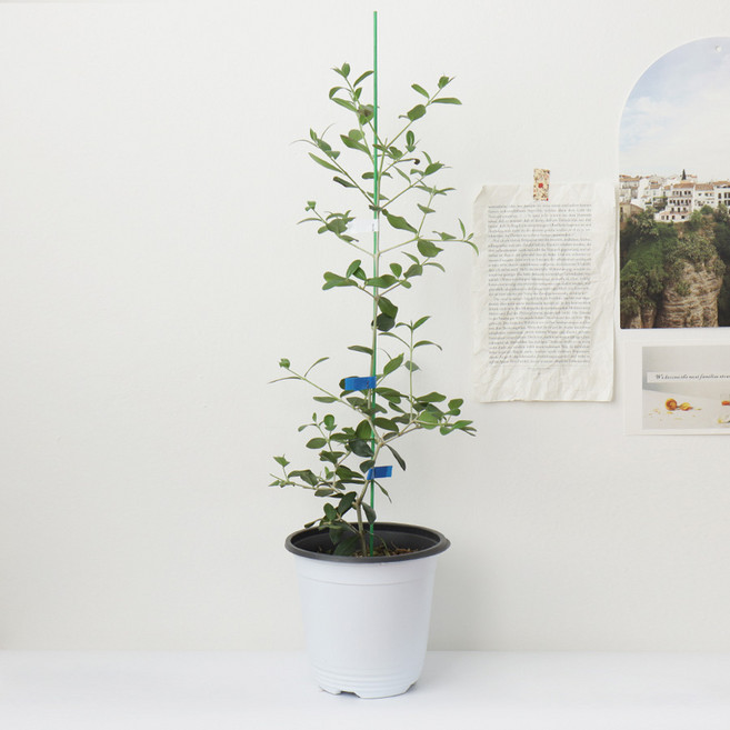 갑조네 올리브나무(중품), 1개