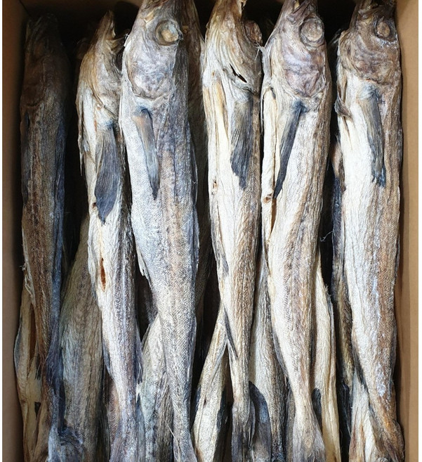 용대리건조 통황태벌크100미41~43cm