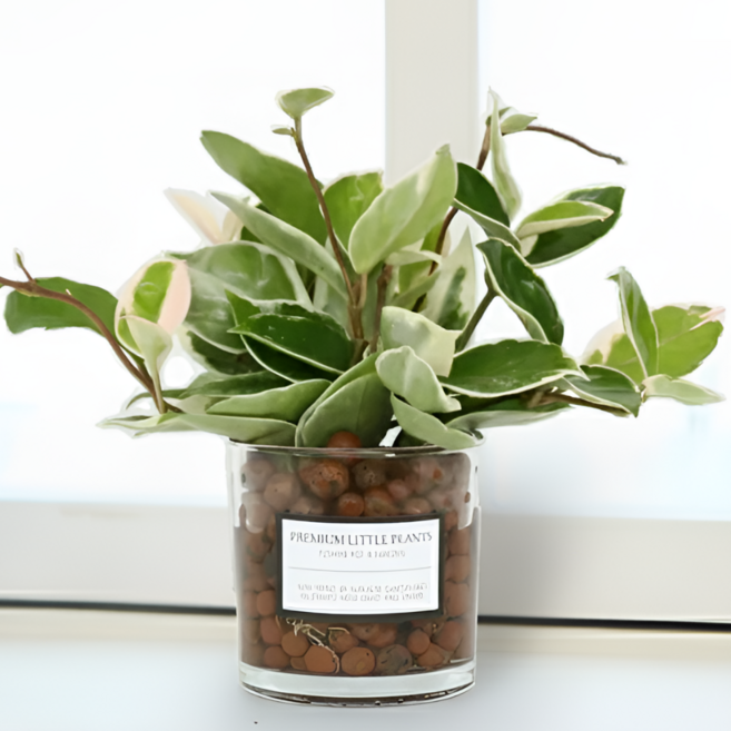 피오그린 천연 가습기 원통유리 하이드로볼 수경세트 공기정화식물 거실인테리어, 1개, 24 호야