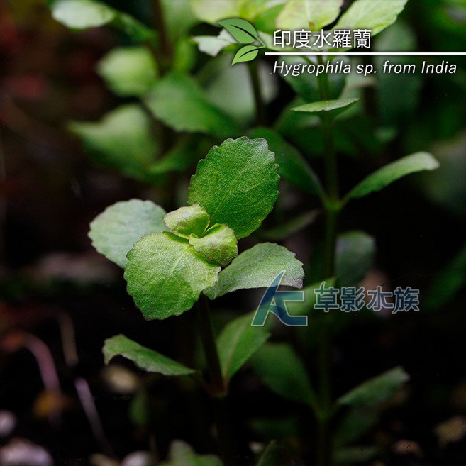 【AC草影】印度水羅蘭（水上葉） - 水草/水生植物/魚缸造景, 1個