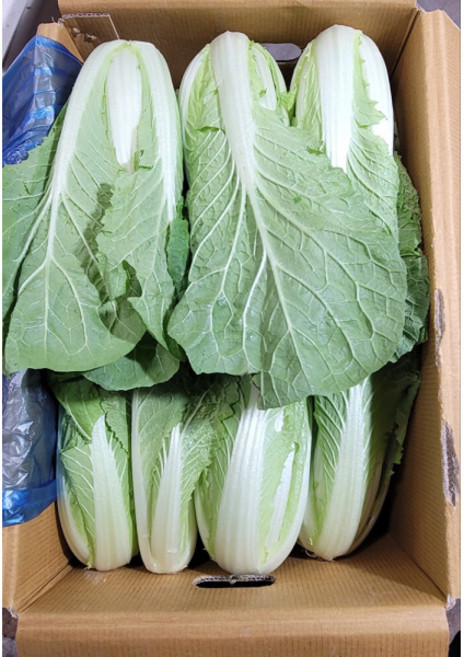 얼갈이 얼갈이배추 4kg 발품장터