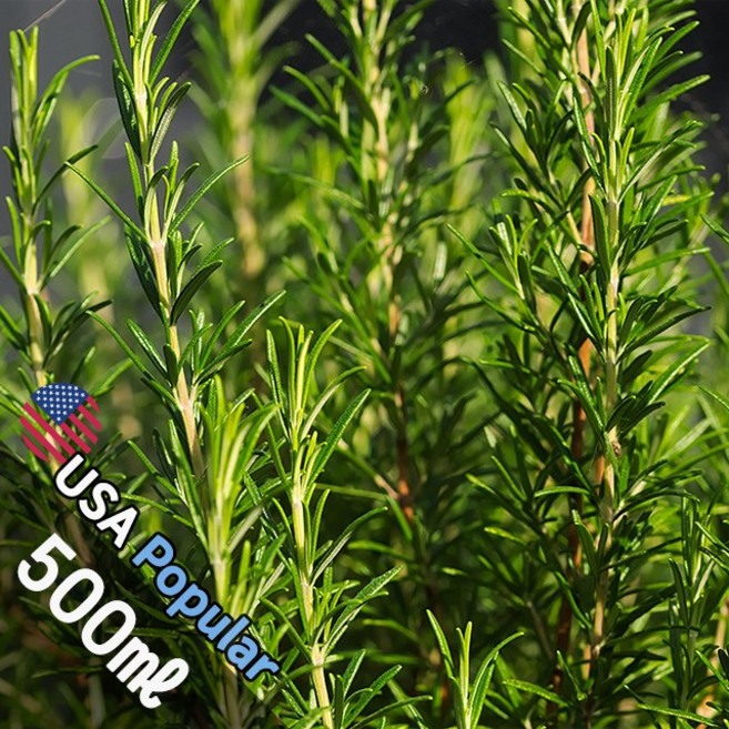 E012 로즈마리 500ml (Rosemary) 프래그런스오일 캔들 디퓨저 향수, 1개