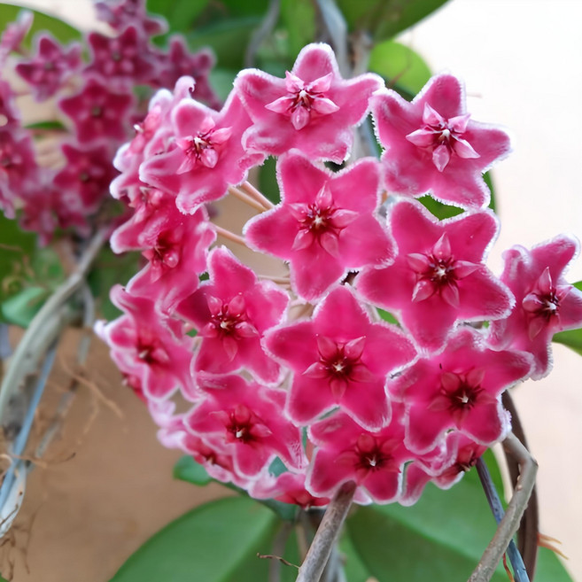 [용이네 화원] 꽃피는호야 카노사 209 농원 화원, 1개