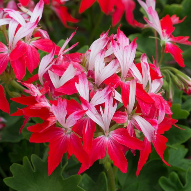 어린모종 제라늄 8cm분 56종, 1개