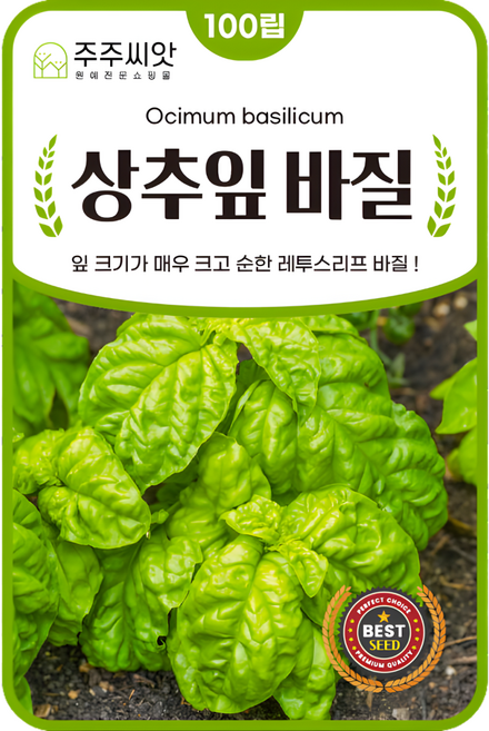 주주씨앗 상추잎바질 씨앗 100립 레투스리프바질 상추크기 바실 허브 종자 허브씨 씨앗몰, 1개