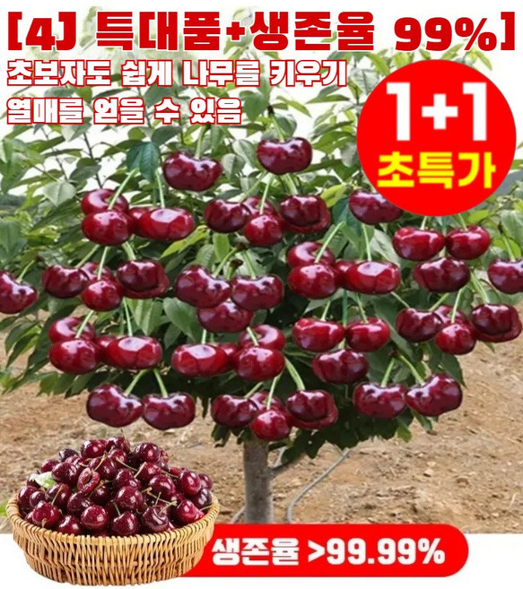 [4J 특대품+생존율 99%] 전수입 칠레산 체리 씨앗 체리 씨앗, 양질*2, 체리 씨앗 20개