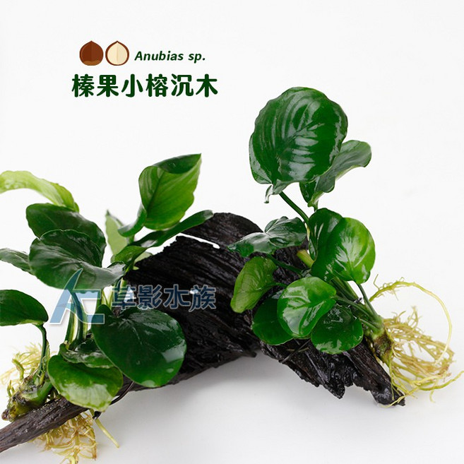 【AC草影】榛果小榕沉木 陰性水草 新手水草 水生植物, 1個