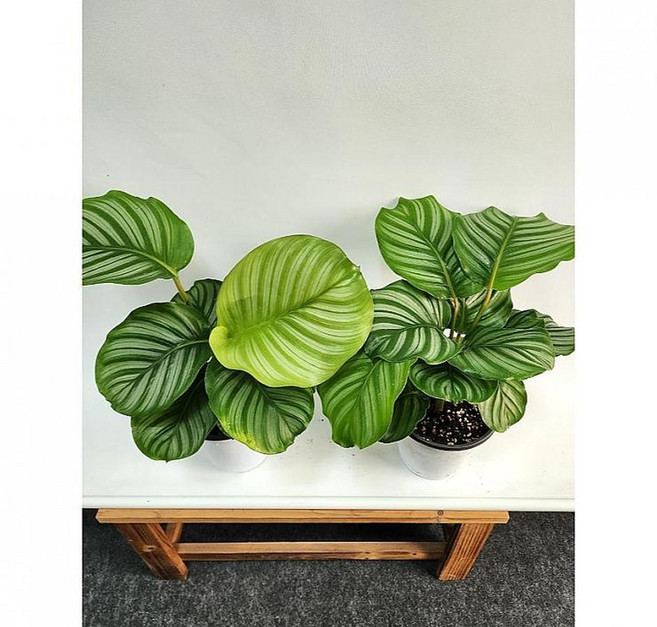 2026 공기정화 식물 1+1 칼라데아 오르폴리아 약40cm, 1개, 상세설명참조, 40cm