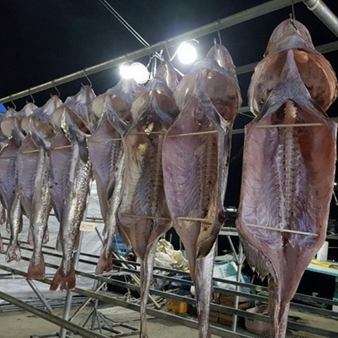 건담농수산 거제 외포항 반건조 건대구, 1개, 65cm