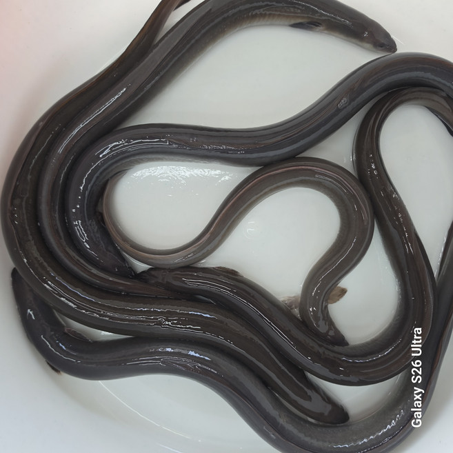 국내산 민물장어 자포니카 손질장어 1kg 구이용 생물, 1개, 4마리에 1kg + 소스 + 생강