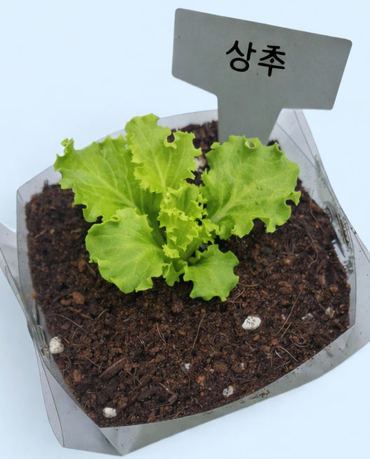 식물키우기 수업재료 간편 식물 키우기, 상추