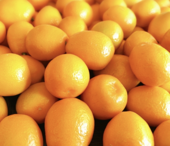 제주도 달콤한 낑깡, 1개, 2kg(왕특)