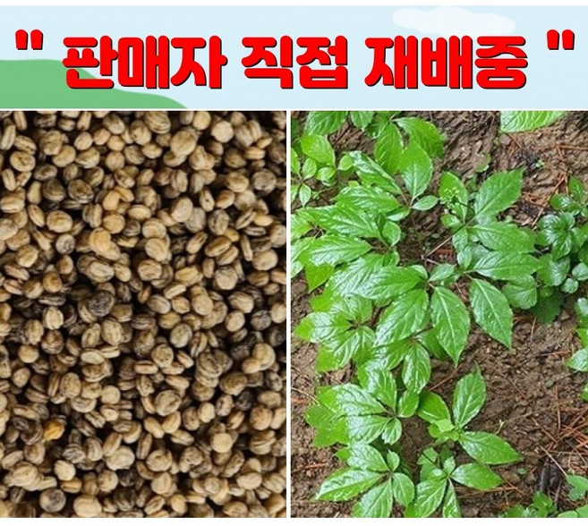 2025년 11월 100g 500g 1kg 개갑씨앗 장뇌삼씨앗 산양삼 묘삼 산삼 삼씨 모종 텃밭 베란다 키우기 / 정직한사람들, 1개