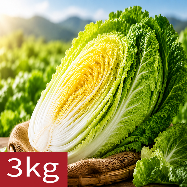 [푸르담] 국내산 산지직송 달큰한 알배기 쌈배추, 1개, 3kg