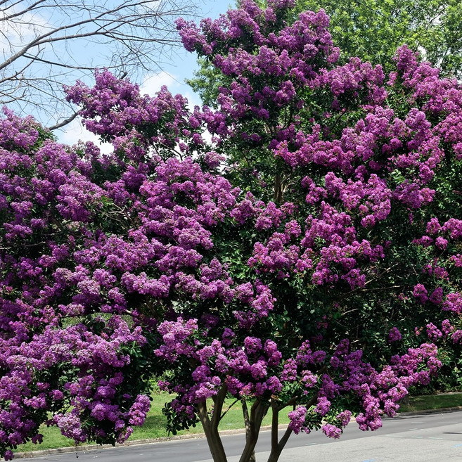 [충북농원] 자금령 목백일홍 배롱나무 묘목 - 실생포트, 1개, 2년생/포트