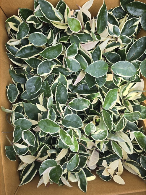 4개발송 묶음발송 국민식물 호야 소품 반려식물 식물학박사, 1개