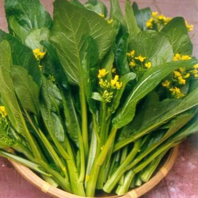 국내에서 자란 채심 꽝똥 Cai ngong 베트남 야채 당일수확, 1박스, 2kg