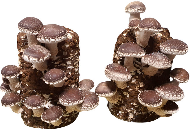 솔송고버섯 대관령송고버섯 버섯키우기 버섯재배키트 버섯배지 표고버섯 재배키트 [2 개 1세트], 1개, 1.2kg