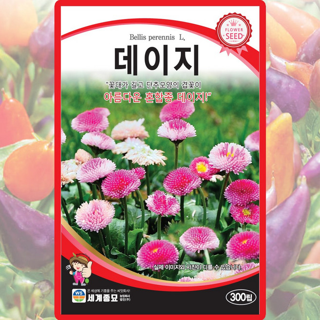 세계종묘 데이지 씨앗 300립 혼합종 데이지 꽃씨 종자, 1개