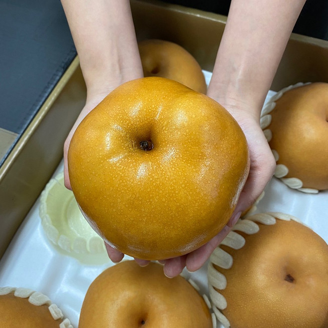 햇 배 나주 신고배 원황 GAP인증 선물세트 5kg 7.5kg 15kg, {"옵션 선택":"햇배 특 15kg(21~25과)"}, 1박스