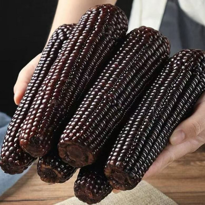 다이어트 식품 진공 즉석 흑찰옥수수, 10개, 220g