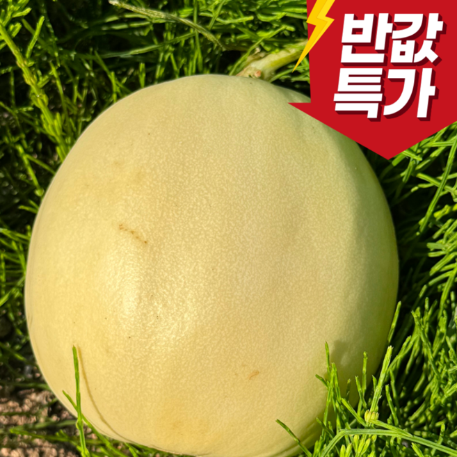 8위 - [17Brix이상] 고당도 천안 명품 수신메론, 1개, 5kg내외 (5-6수)