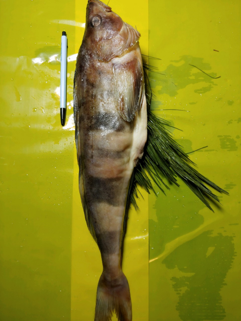 다원 임연수 특왕자반솔잎(간절이) ﻿550g~600g, 1개, 550g~600g