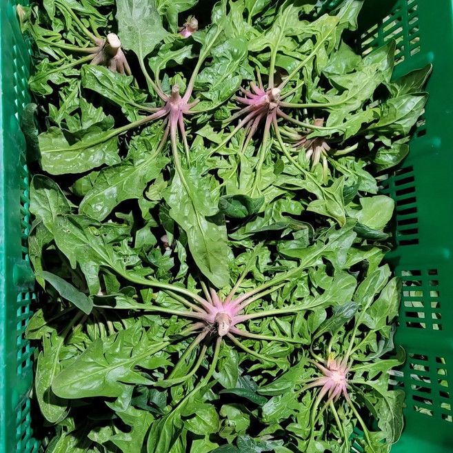 국내산 섬초 남해 시금치 노지, 1개, 1kg