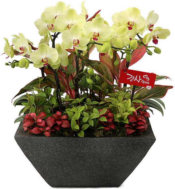 (오늘도착) 99플라워 호접란 ST-H422 - 개업 승진 축하 취임 전국당일배송 화분