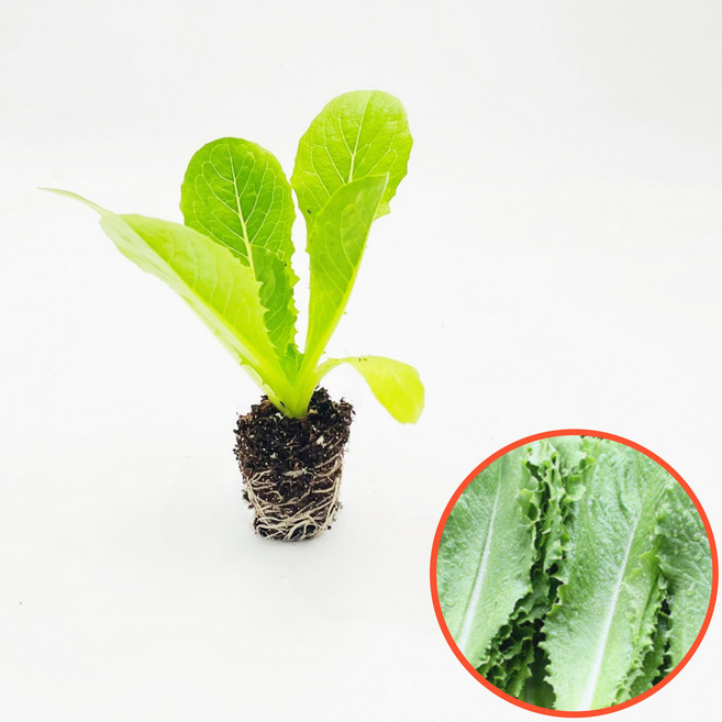 [파머씨드] 로메인 모종 청로메인 텃밭 채소, 로메인 8개