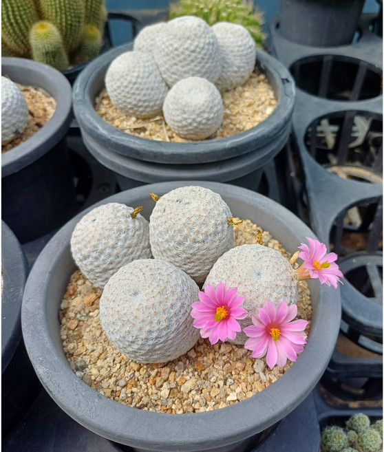 행복한꽃순이/가시없는백조선인장(5-7두)/분홍