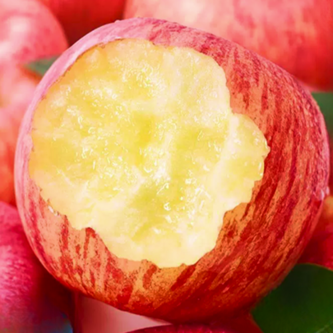 [단독특가] 200박스한정 고당도 꿀가득 청송사과, 1개, 10kg