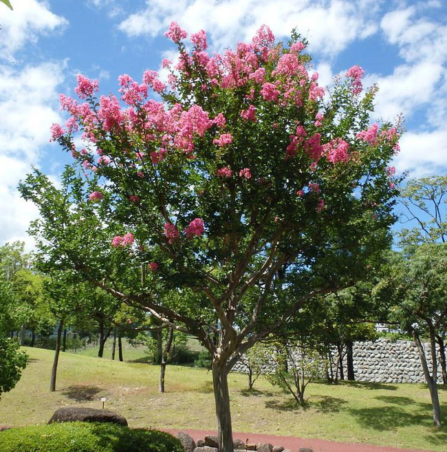 배롱나무(분홍꽃)특A급/R3CM/묘목/DD2643, 1개