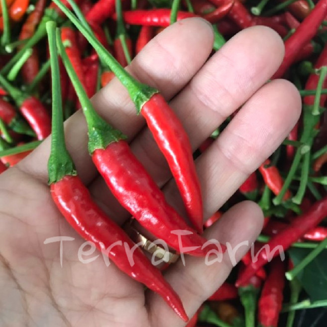 테라팜 프릭키누 (100G) 베트남 고추 쥐똥 쁘릭끼누 태국, 100g, 1개