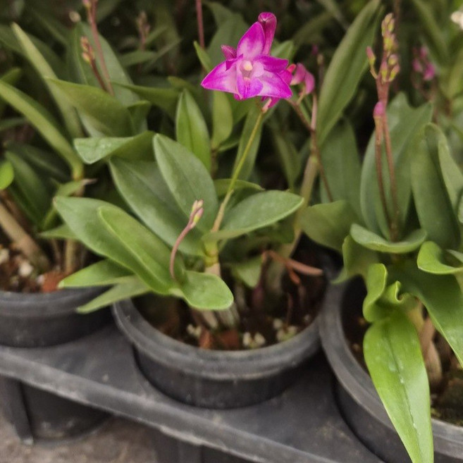 긴기아난 깅기아난 핑크계열 김기아난 공기정화식물 긴기아나, 4개, 기본