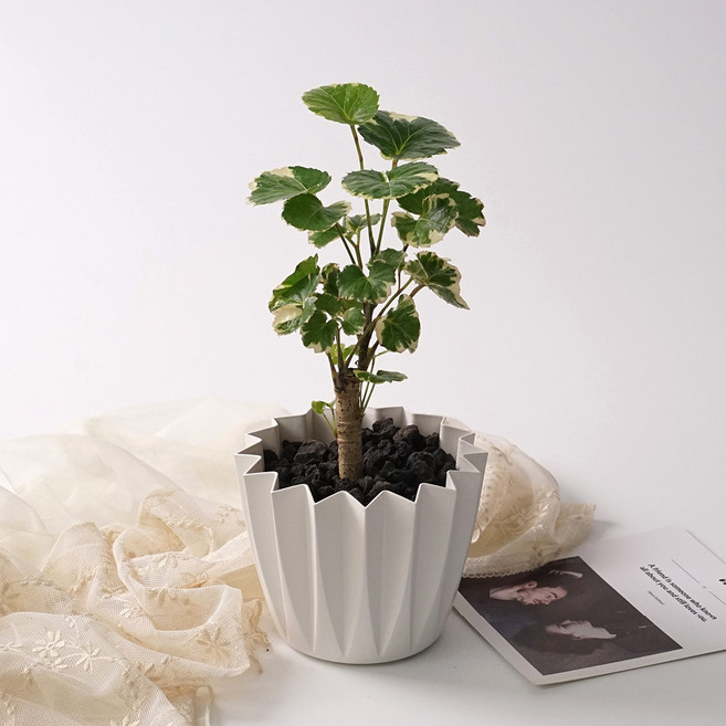 무늬파비앙(외목대) 스텔라팟 실내공기정화 감성 분갈이 식물 식재 화분