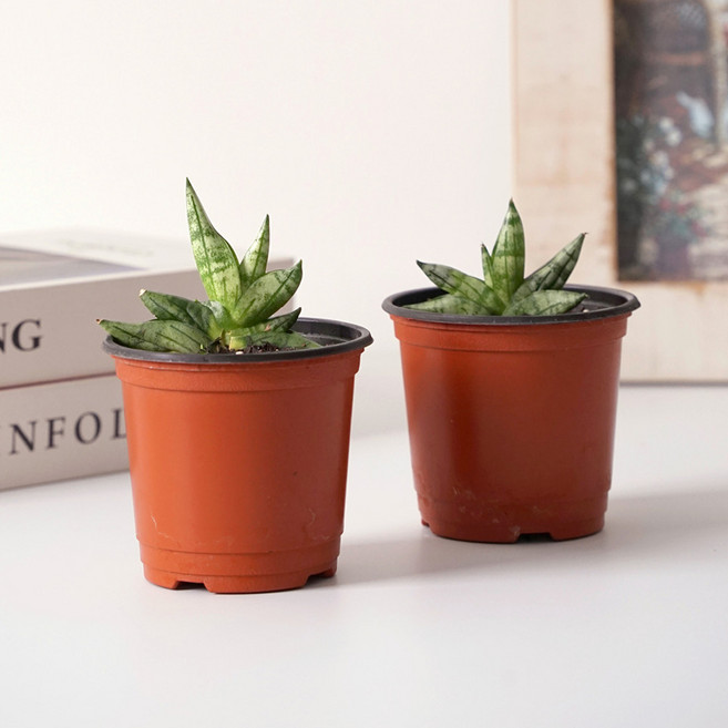 미니부채형 수투키 선인장 다육 공기정화식물 꽃 나무 1+1, 미니부채형 수투키 (1+1)