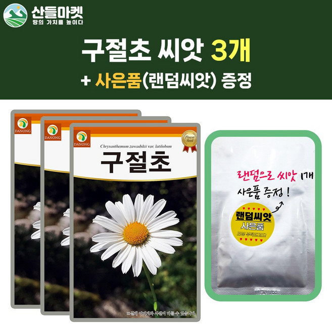 산들마켓 구절초 씨앗 1000립 구절초 꽃씨 야생화 종자 3개+랜덤씨앗1개 증정, 1개