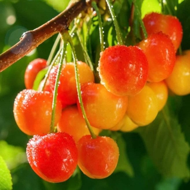 인기높은 체리나무묘목/ 과즙이 많고 달콤한 체리나무 / 노란색 체리/ 체리 레이니어 접목1년 우량대목 /추위에강하고 조기결실, 1개, 1