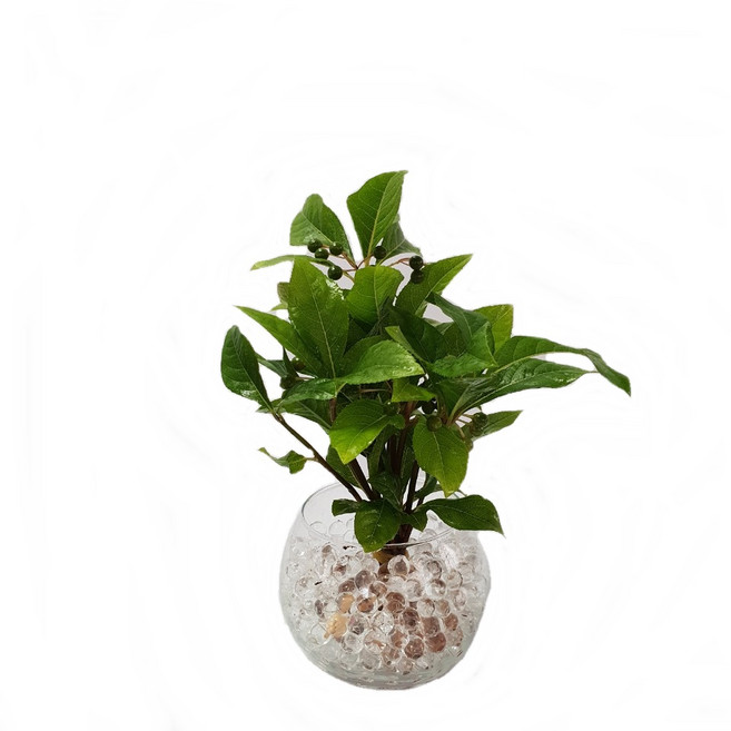 트리앤 젤리소일 1+1 푸딩병 개운죽 / 테이블야자 스킨답서스 아이비식물 워터비즈 답례품 공기정화식물 실내습도조절 유리병 칼라소일 칼라스톤 칼라자갈 색돌 수경식물, 06-6. 단지병 젤리 천냥금(투명) 1개